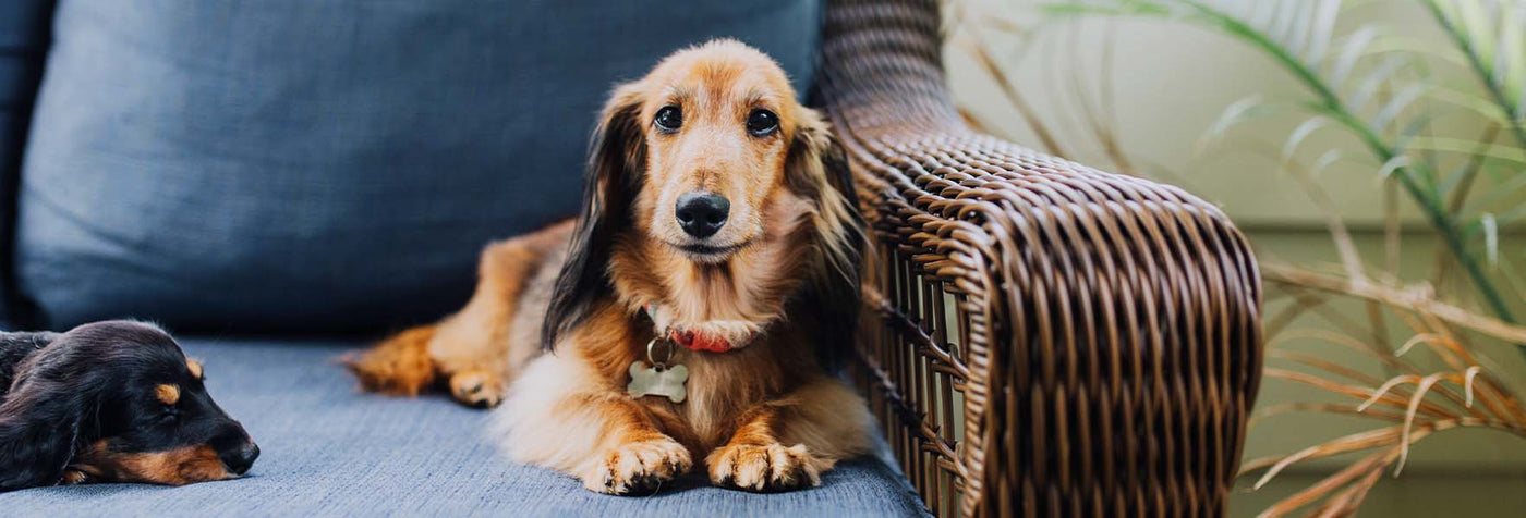 New home for deals dogs