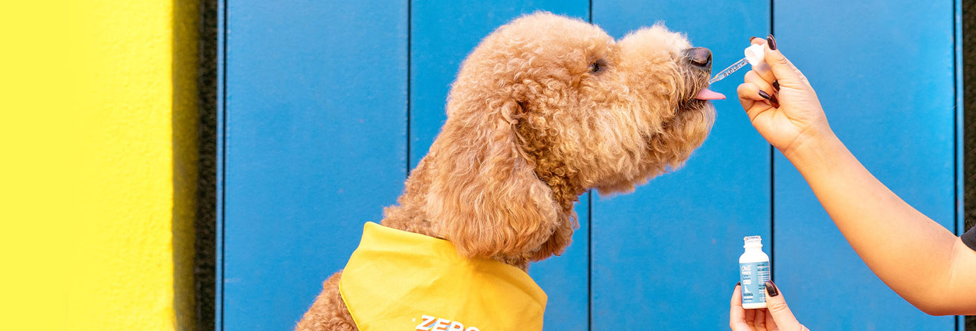 Does CBD Work for Dogs?