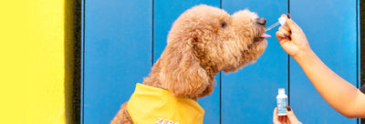 Does CBD Work for Dogs?