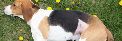 Does Your Dog Have a Sensitive Stomach?