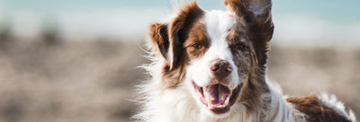 Discover the Benefits of Pet CBD