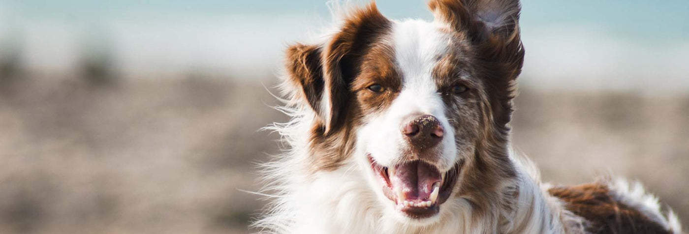 Discover the Benefits of Pet CBD