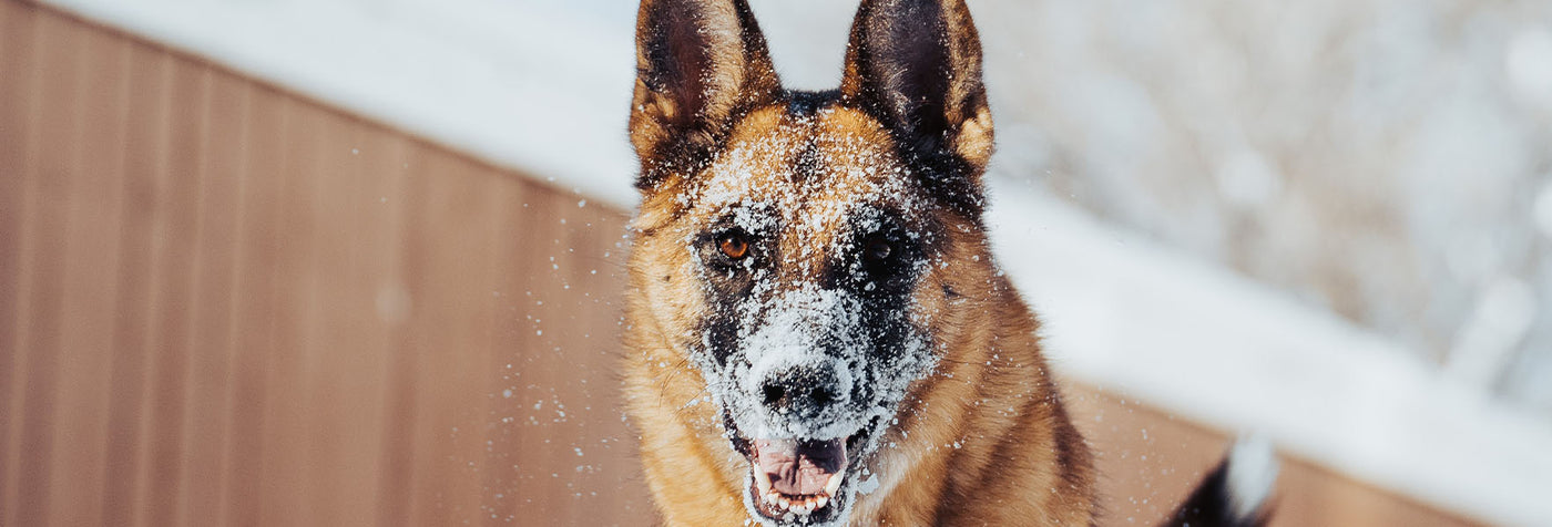 6 Ways to keep your pet safe this winter