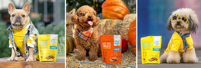 Do Senior Dogs Need CBD Treats?