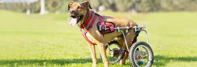 Should I Rescue A Disabled Pet?