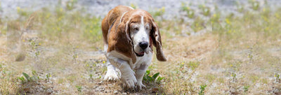 5 things you should do help your senior dog