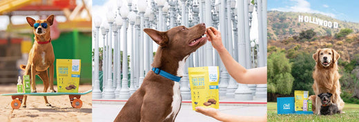5 Places You Can Go with Your Dog for the L.A. Experience