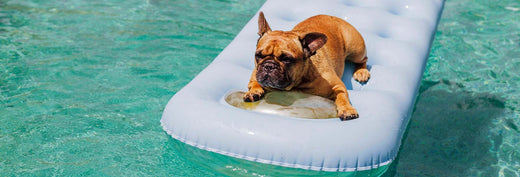 Dog-Friendly Trip in Santa Monica, California