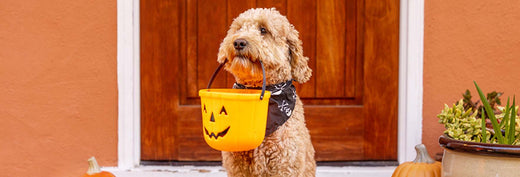 How to Keep Your Pet Calm During Halloween