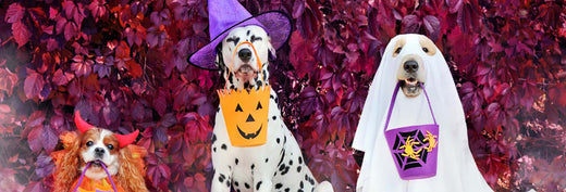 6 Tips for Taking Your Dog Trick-or-Treating This Halloween