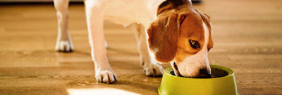 What Fruits and Veggies Can Your Dog Eat & How to Add CBD for a Boost of Wellness