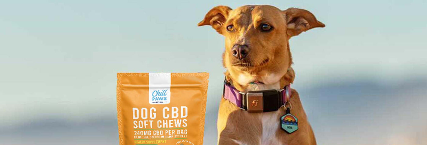 CBD for pets shown with a dog sitting outdoors beside a bag of Chill Paws pumpkin flavor soft chews.