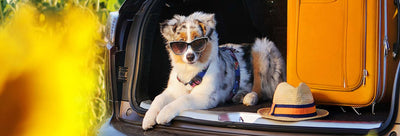 5 Essential Tips for Traveling with Your Pet This Summer