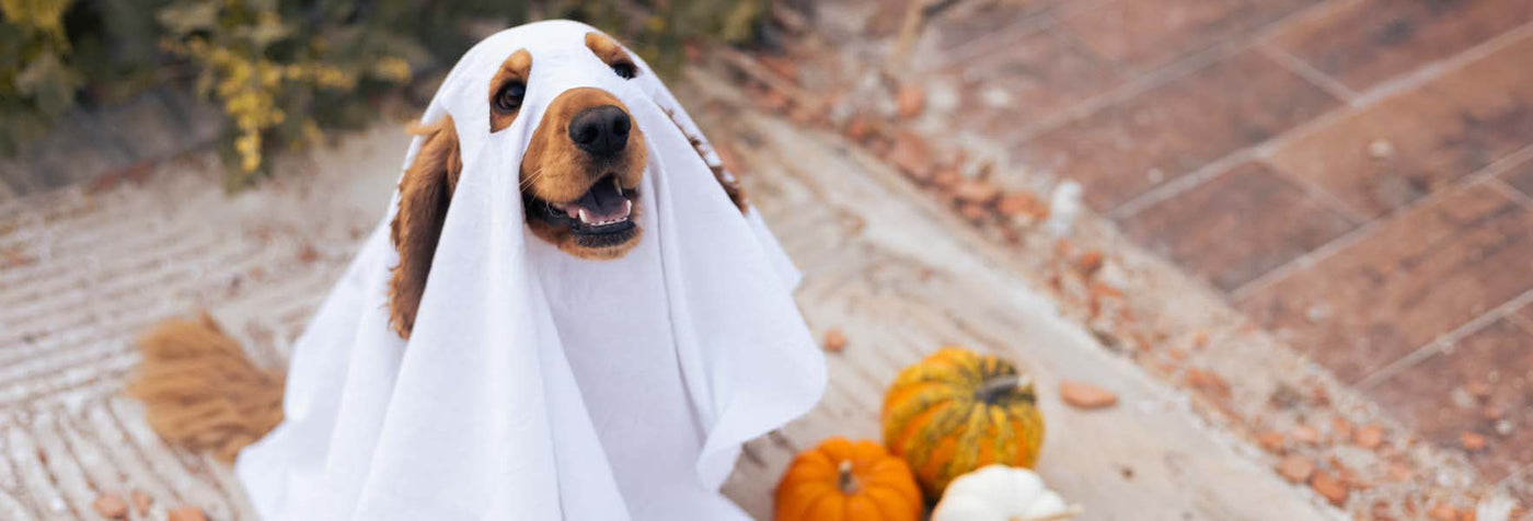 Spooky Season Stress: How CBD Helps with Halloween Anxiety