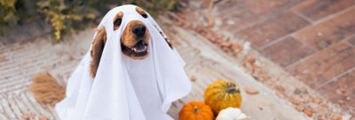 Spooky Season Stress: How CBD Helps with Halloween Anxiety