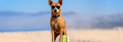 How to Keep Your Pet Safe During the Summer