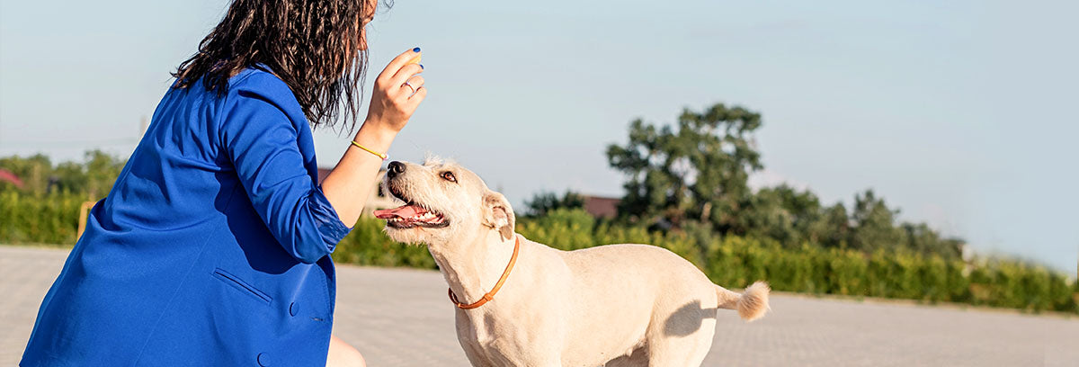 What new pet parents should know about CBD