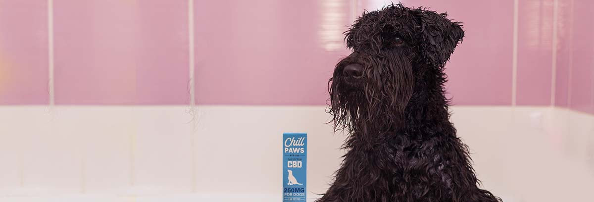Having a Hard Time Bathing Your Dog?
