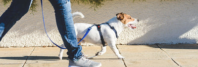 What to Know About Leaving Your Dog with a Sitter When Traveling