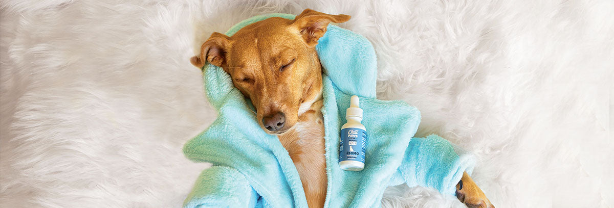 CBD and the Perfect Spa Day for Your Dog