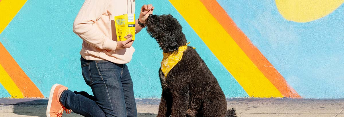 Training Your Dog with CBD Dog Treats