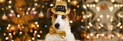 Is your dog ready for the new year fireworks?