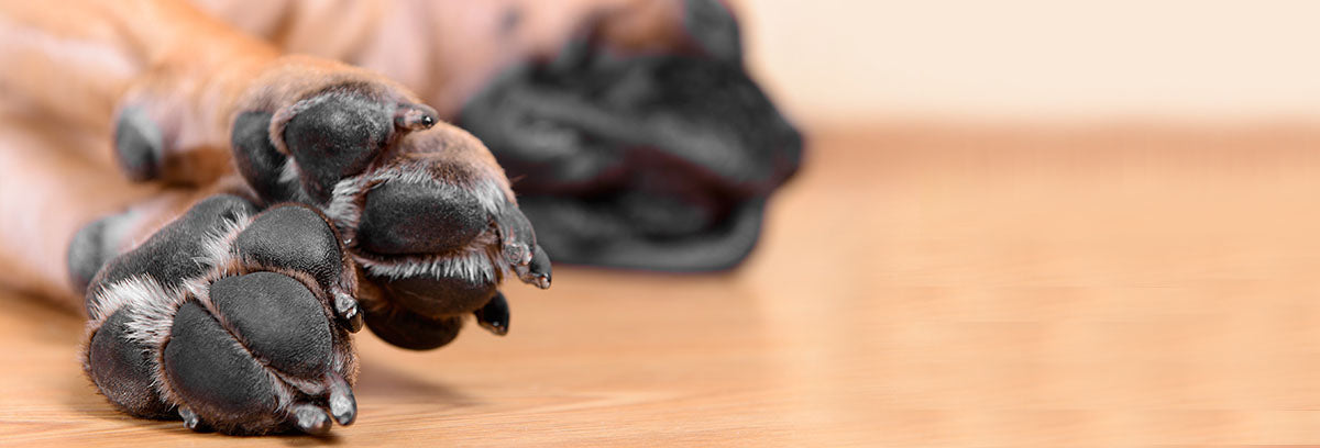 Why Our Pet’s Paws Deserve Special Attention