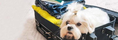 How to Keep Your Pet Calm during a Vacation