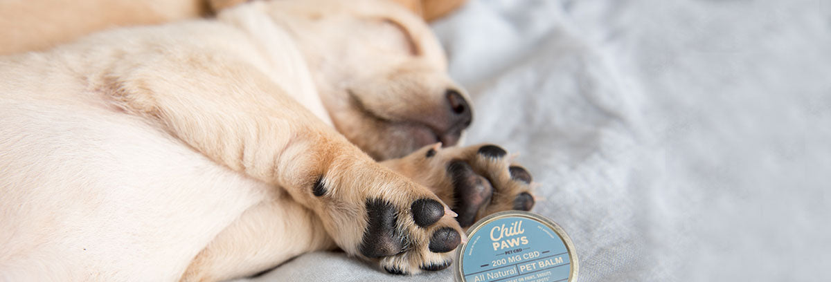 When and How Often Should You Apply CBD Pet Balm?