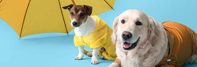 Tips for Dogs with Arthritis in the Cold Weather and Rainy Season