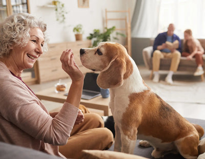 CBD Chews As A Supplement For Senior Dogs