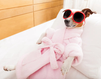 CBD Chews For Canine Anxiety & Stress: A Closer Look