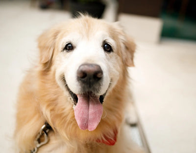 CBD Chews For Dogs: Understanding How They Work