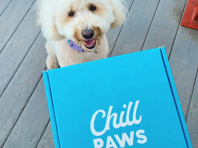 CBD Dog Treats for Anxious Puppies