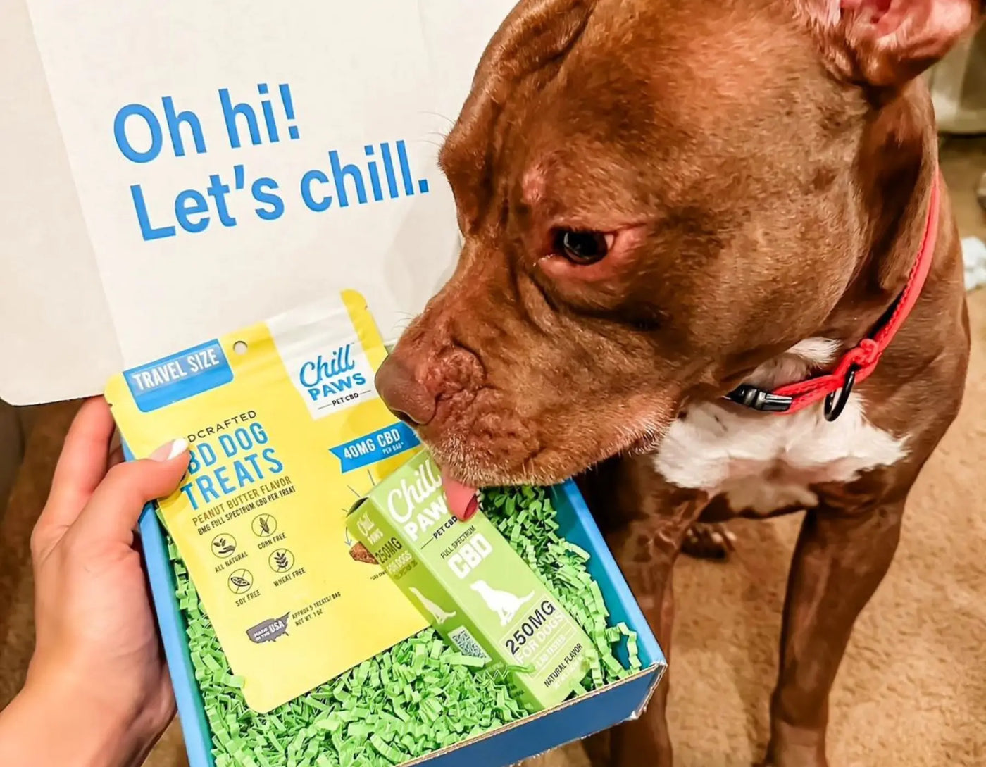 CBD treats for dogs