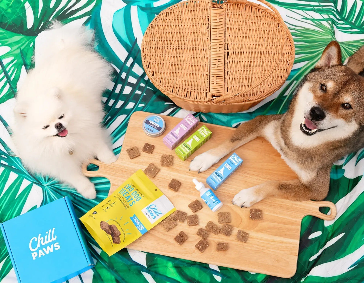 CBD For Dogs: How It Can Help With Anxiety & Pain Relief