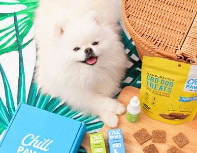 CBD For Pets: Exploring The Different Forms