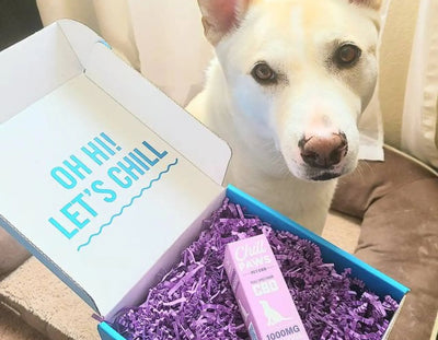 CBD Puppy Treats for Restful Nights