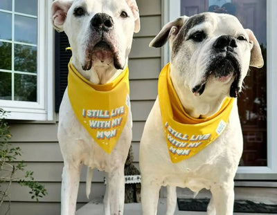 Relieving Arthritis Pain: CBD Treats for Senior Dogs