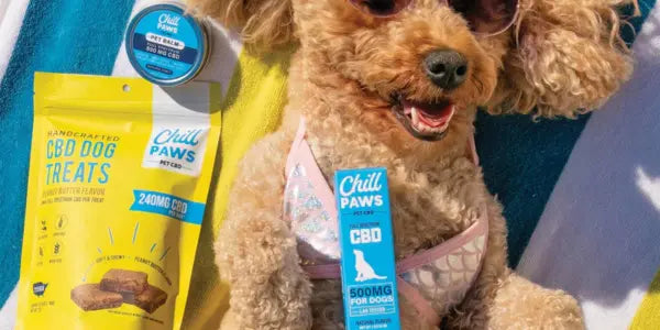 CBD chews for dog anxiety shown with a relaxed dog wearing sunglasses beside Chill Paws treats and oil.