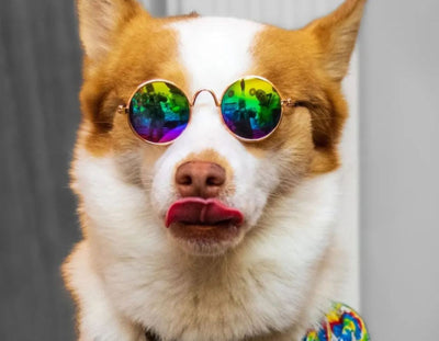 Transitioning to CBD Chews for Dogs: How To Safely Make The Switch