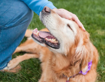 CBD Chews for Senior Dogs: Why Age Matters