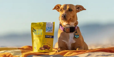 How CBD Treats Can Help Calm Dogs During Fireworks