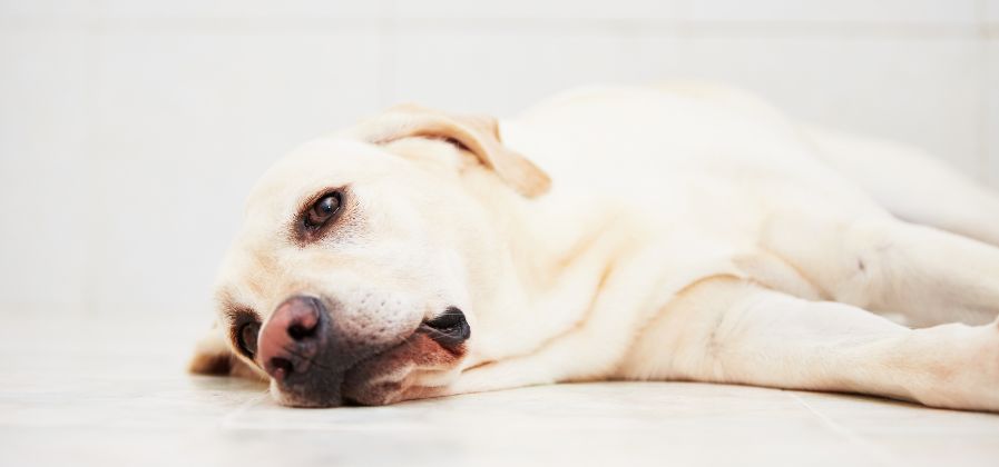 CBD dog treats for anxiety