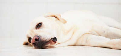 Alleviating Anxiety: The Role Of CBD Treats In Dog Care