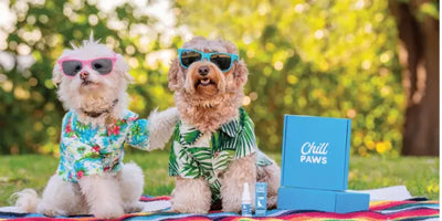Pet CBD Dosage: How Much Should You Give Your Dog or Cat?