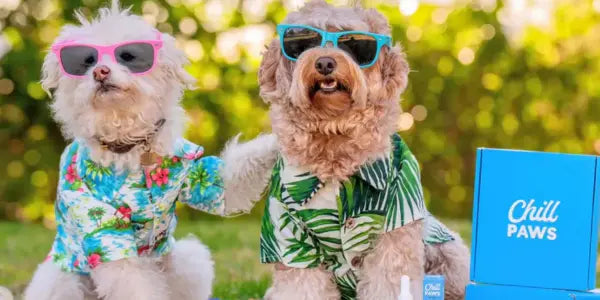 CBD edibles for dogs displayed beside two dogs in sunglasses and Hawaiian shirts with Chill Paws products.