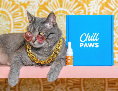 CBD for Pets: Enhancing Quality of Life