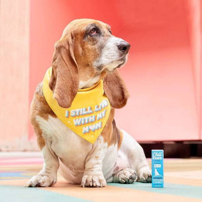 CBD for Senior Pets: Supporting Graceful Aging