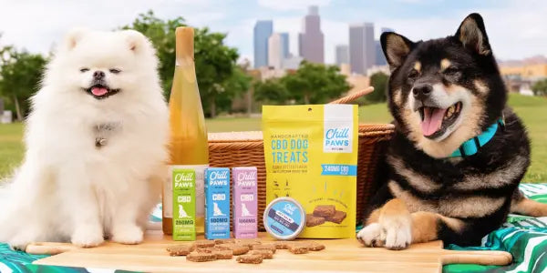 CBD for dog anxiety showcased with two happy dogs enjoying CBD treats at a picnic with a city skyline in the background.